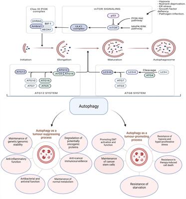 The role of autophagy in colorectal cancer: Impact on pathogenesis and implications in therapy